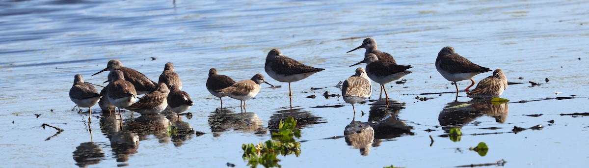 Хараалжин цууцил - ML646478916