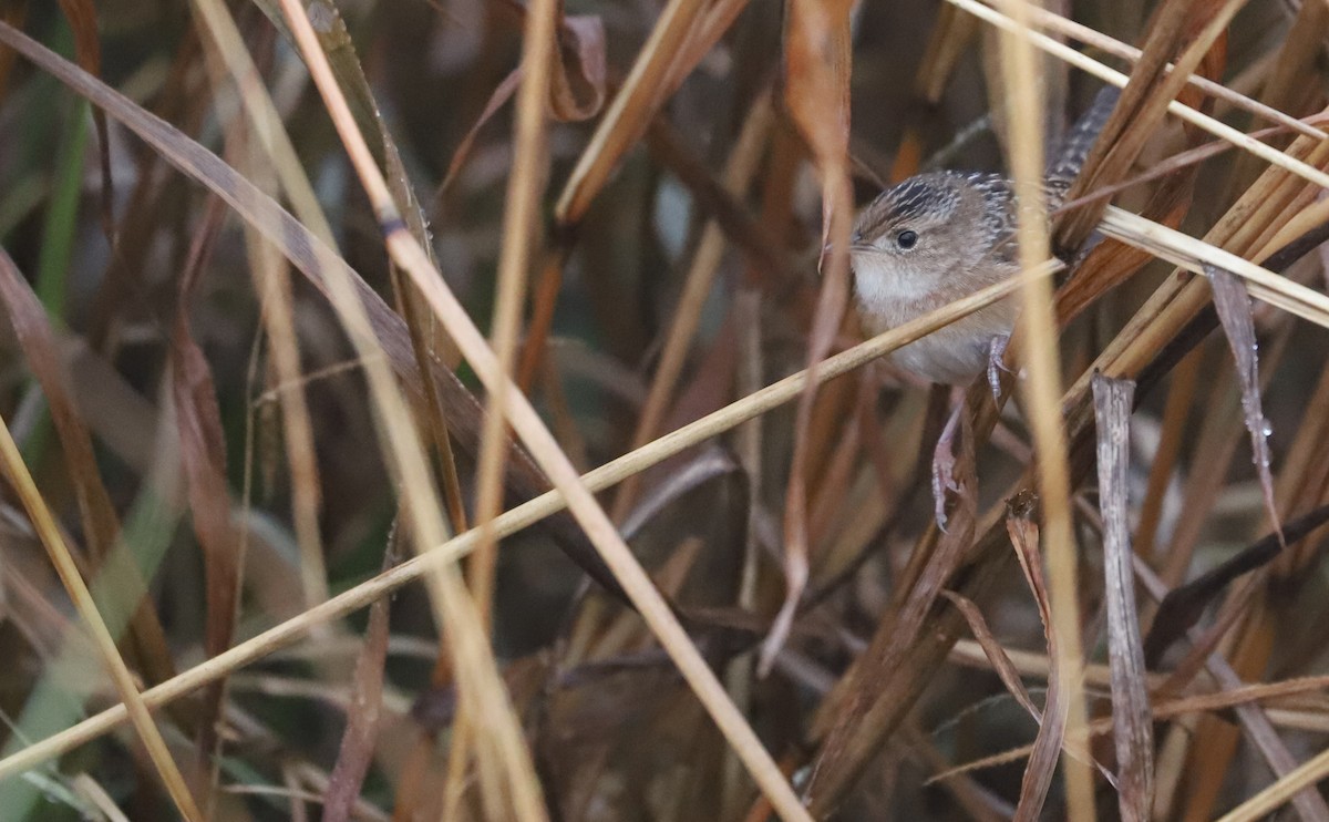 Sedge Wren - ML646478918