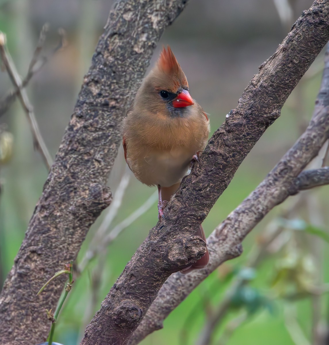Northern Cardinal - ML646478920
