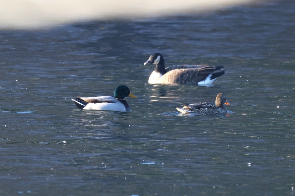 kachna divoká - ML646478924