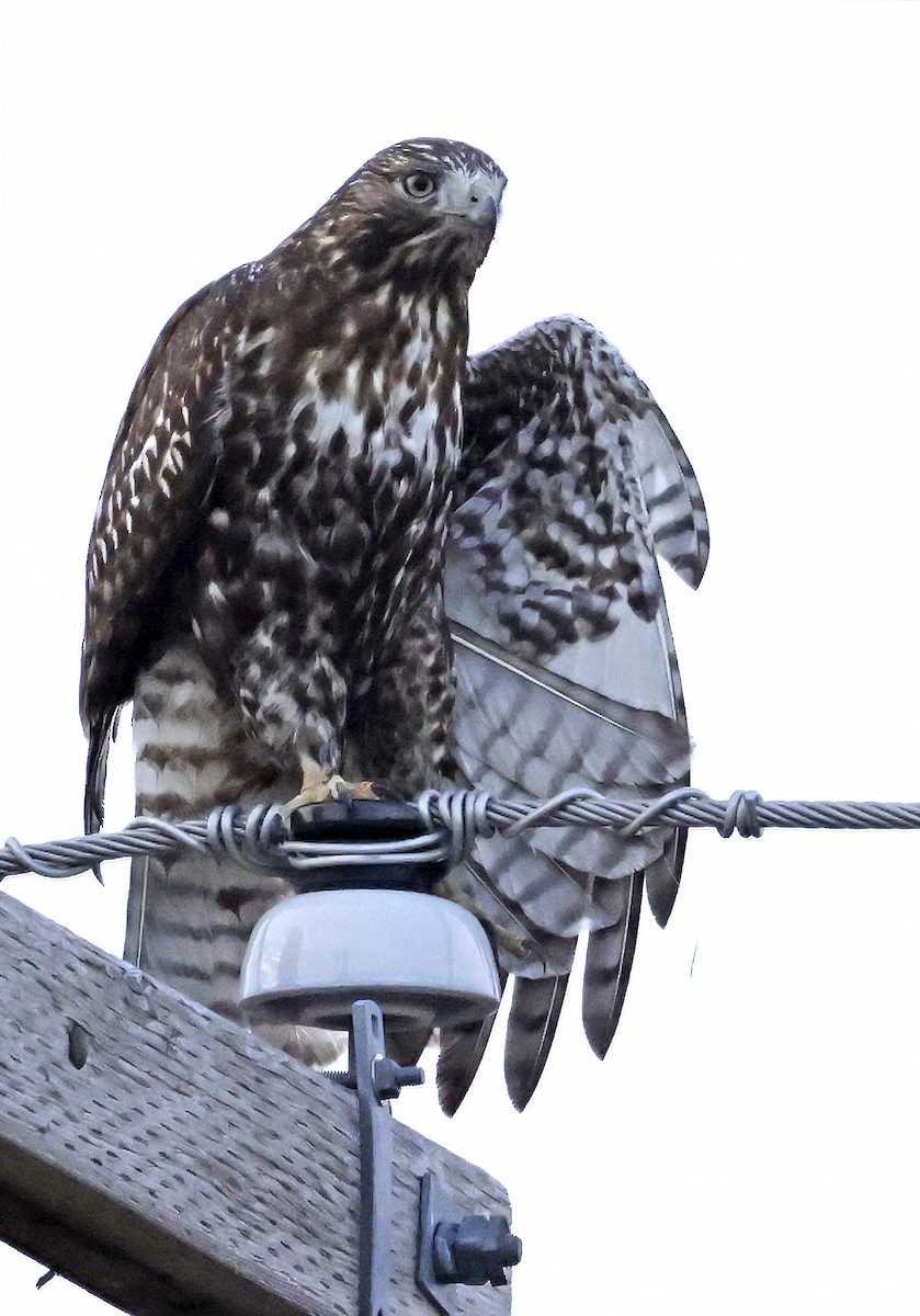 káně rudochvostá (ssp. harlani) - ML646478925