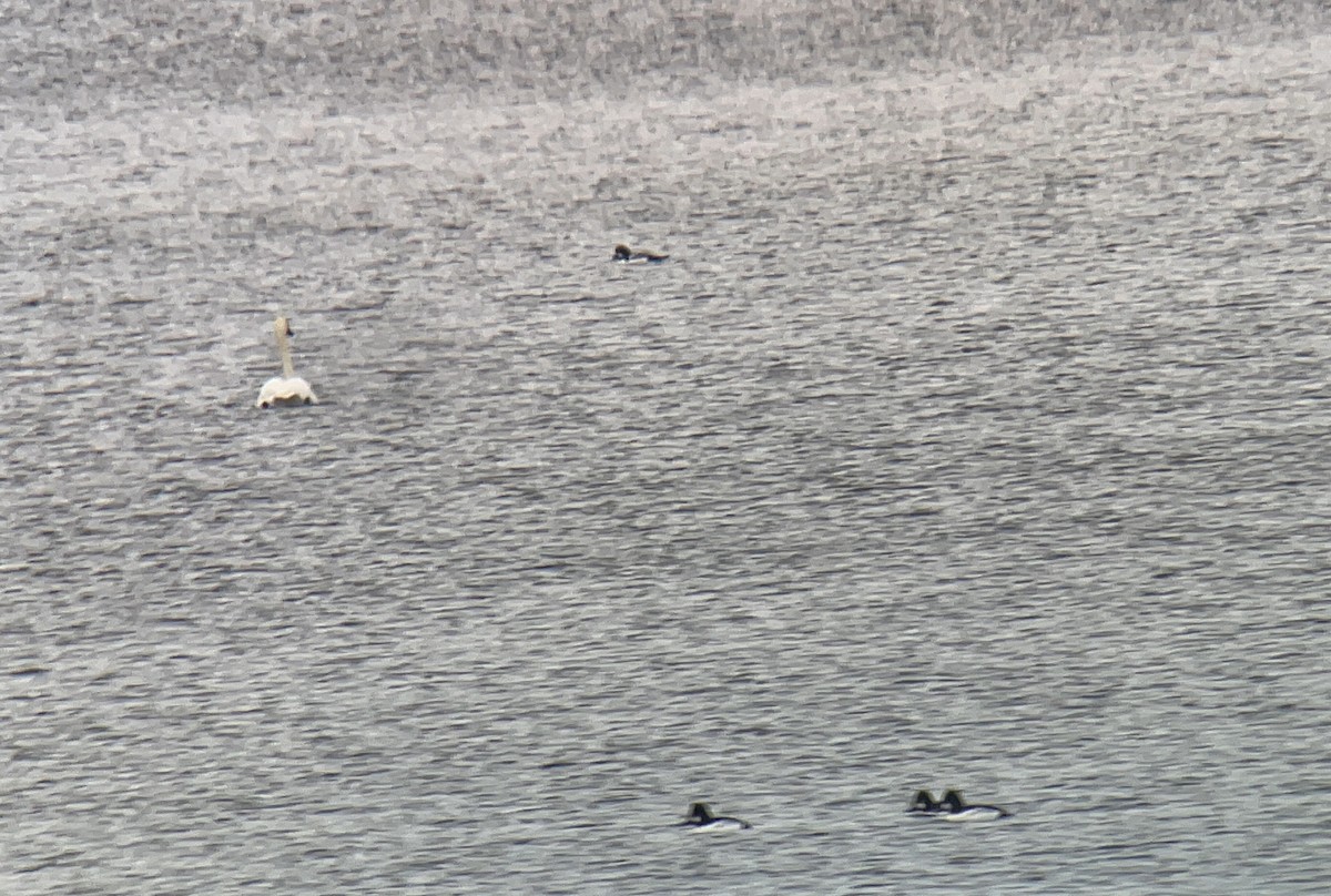 Spatelente - ML646478928