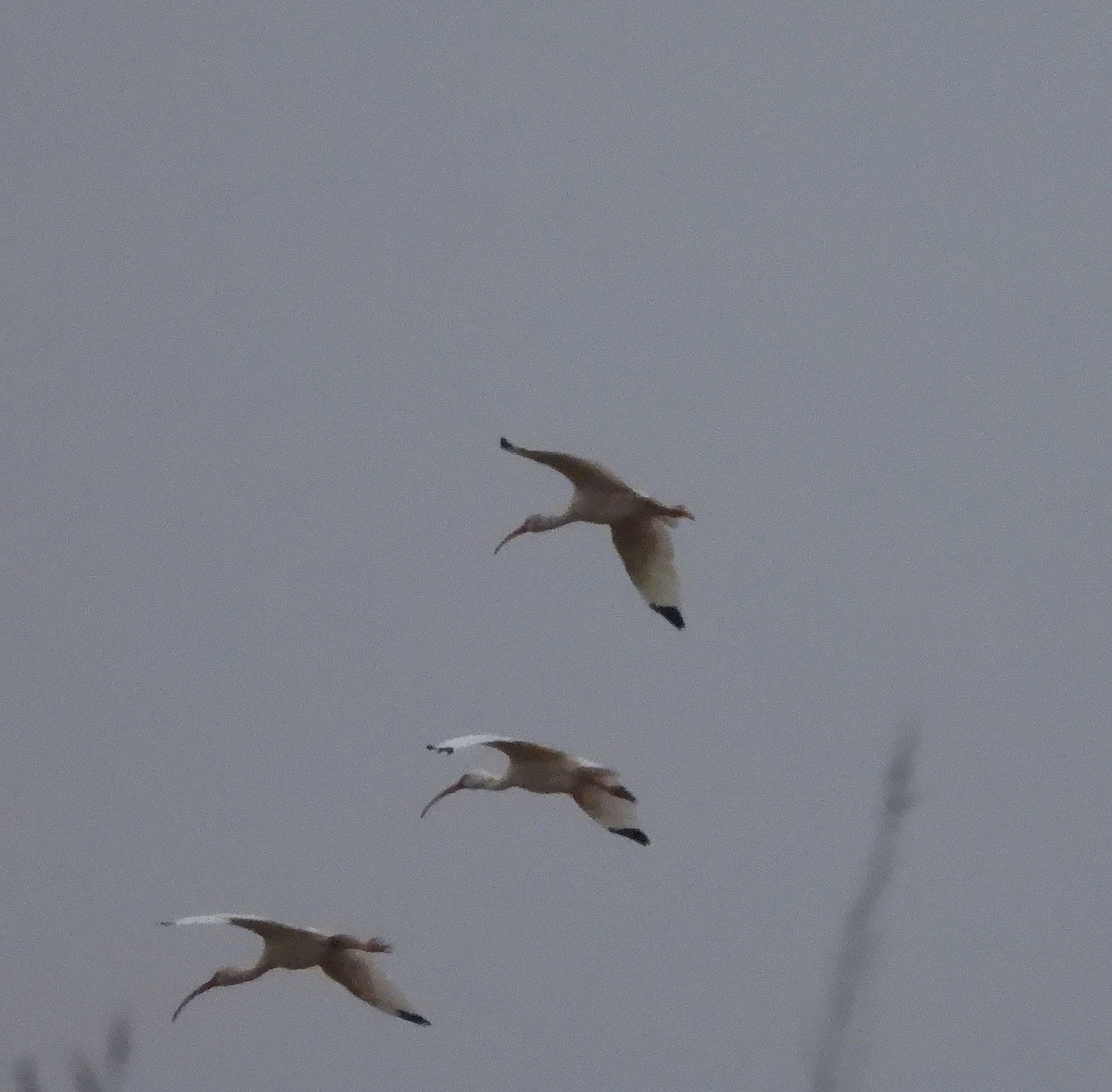 Ібіс білий - ML646478930