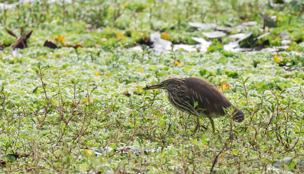 Indian Pond-Heron - ML646478931