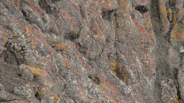 Wilson's Storm-Petrel - ML646478932