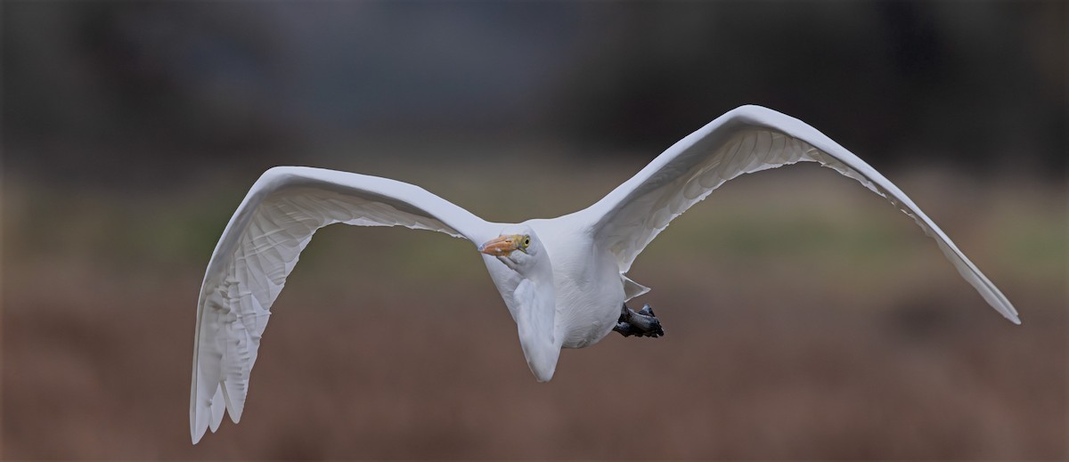 Цасч дэглий - ML646478933