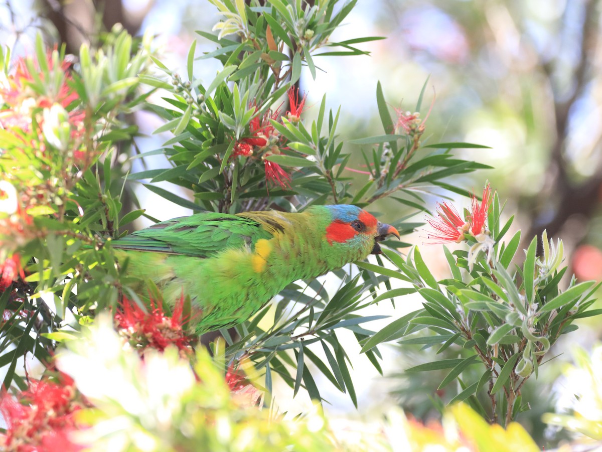 Musk Lorikeet - ML646478934