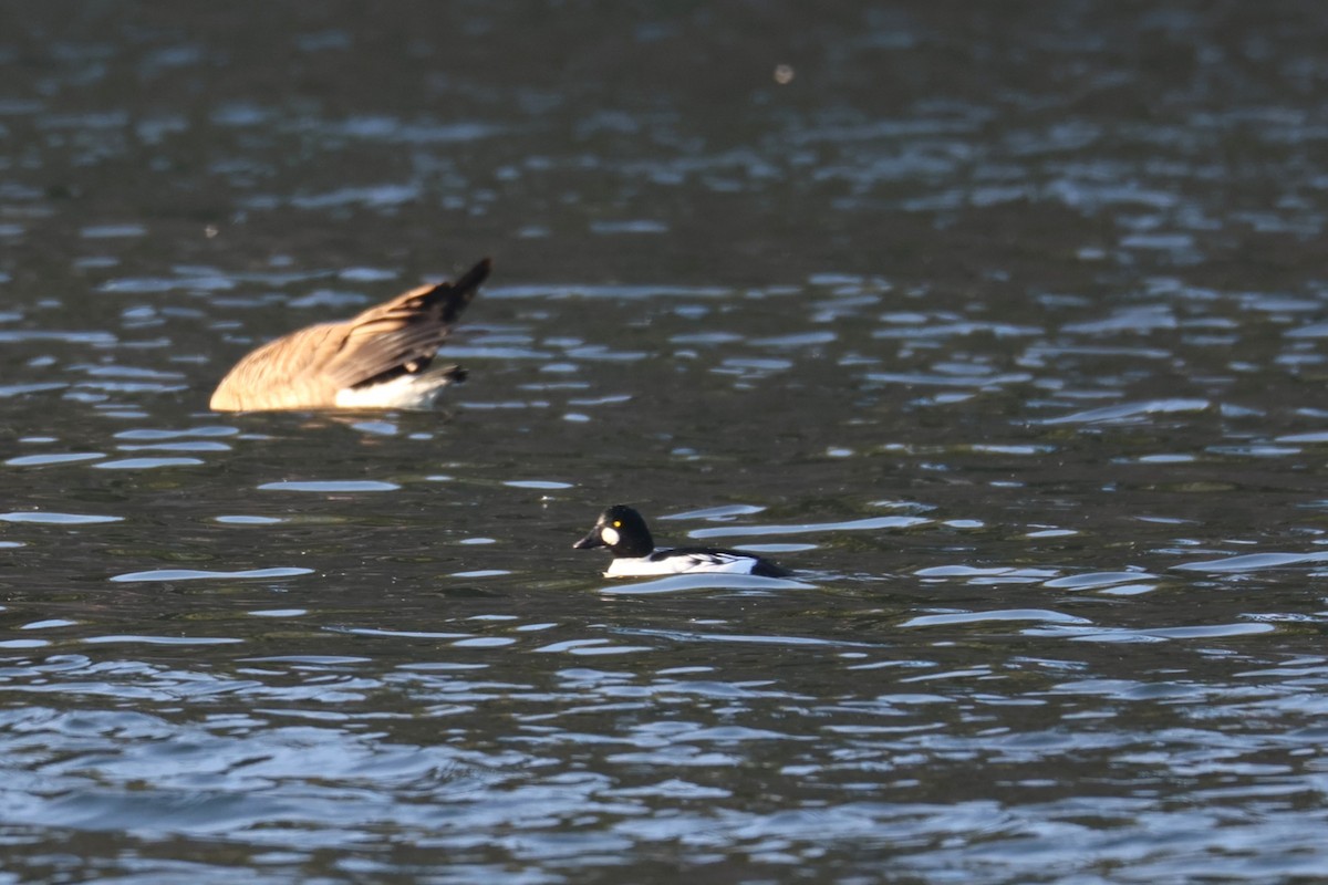 hohol severní - ML646478937