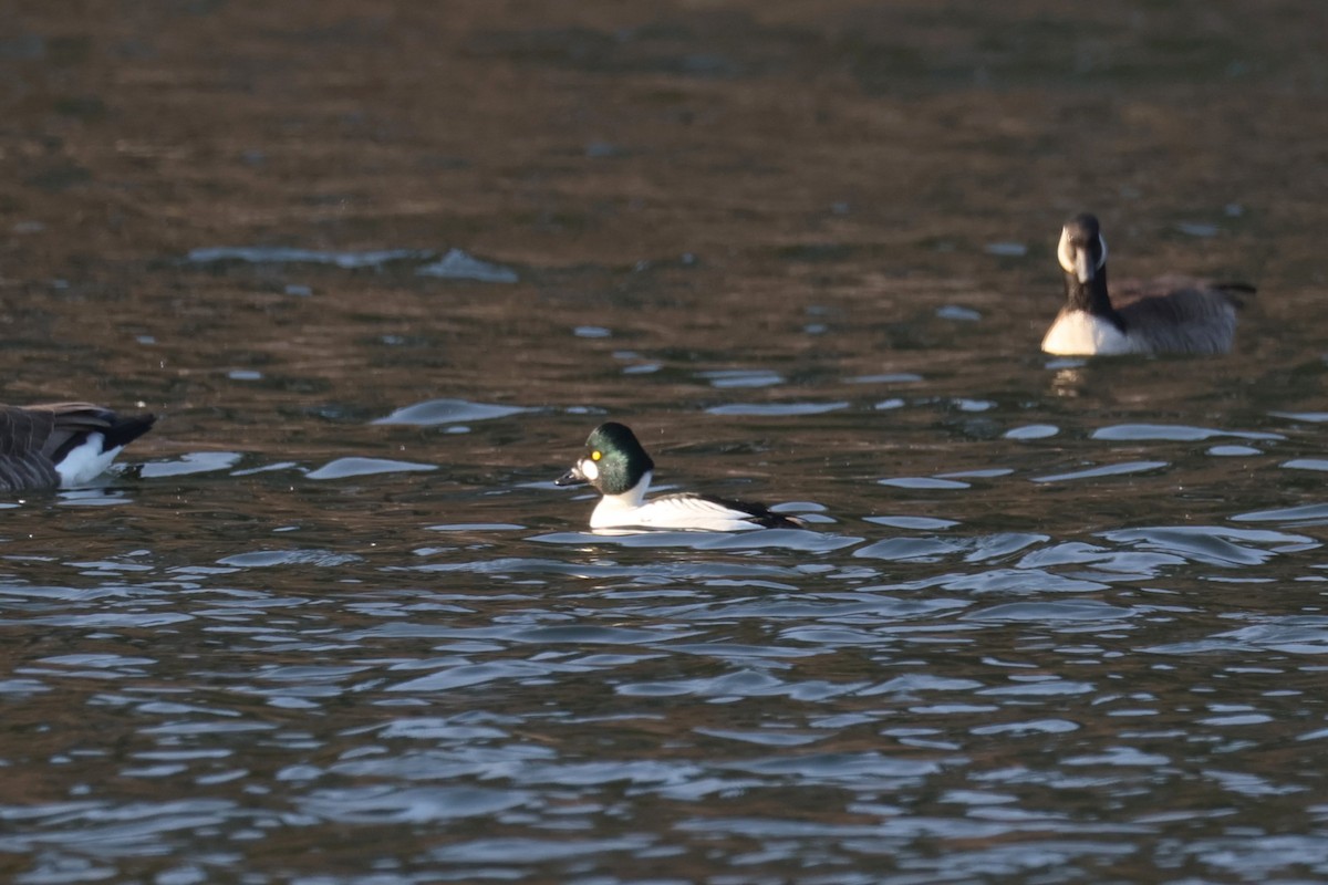 hohol severní - ML646478938