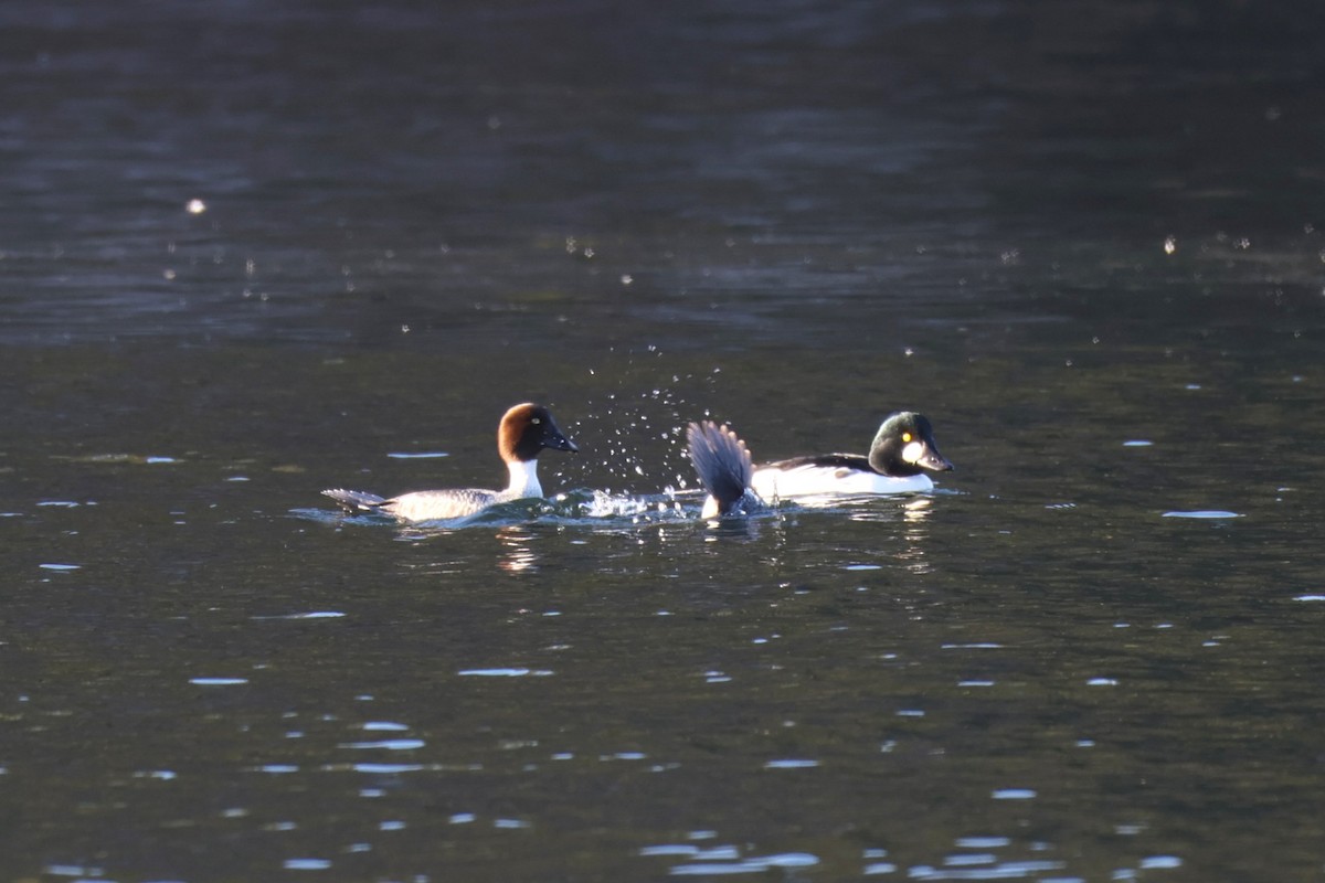 hohol severní - ML646478939