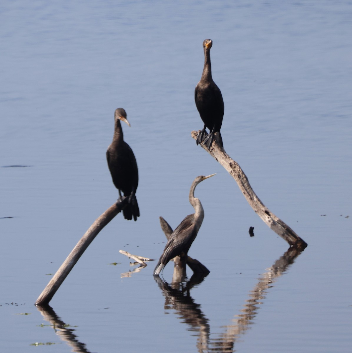 Double-crested Cormorant - ML646478943