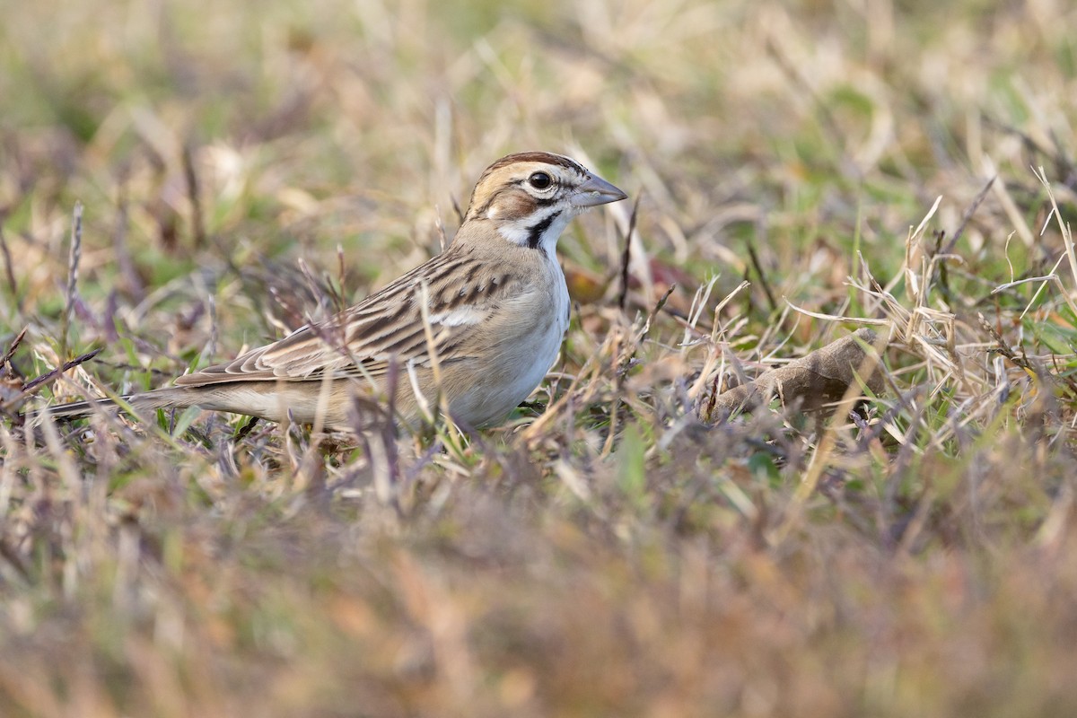 Toygar Serçesi - ML646478944