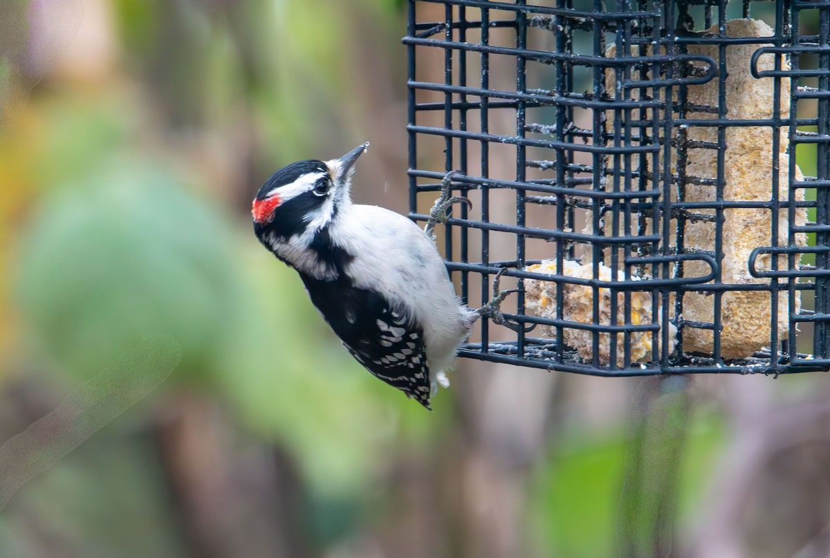 Downy Woodpecker - ML646478946