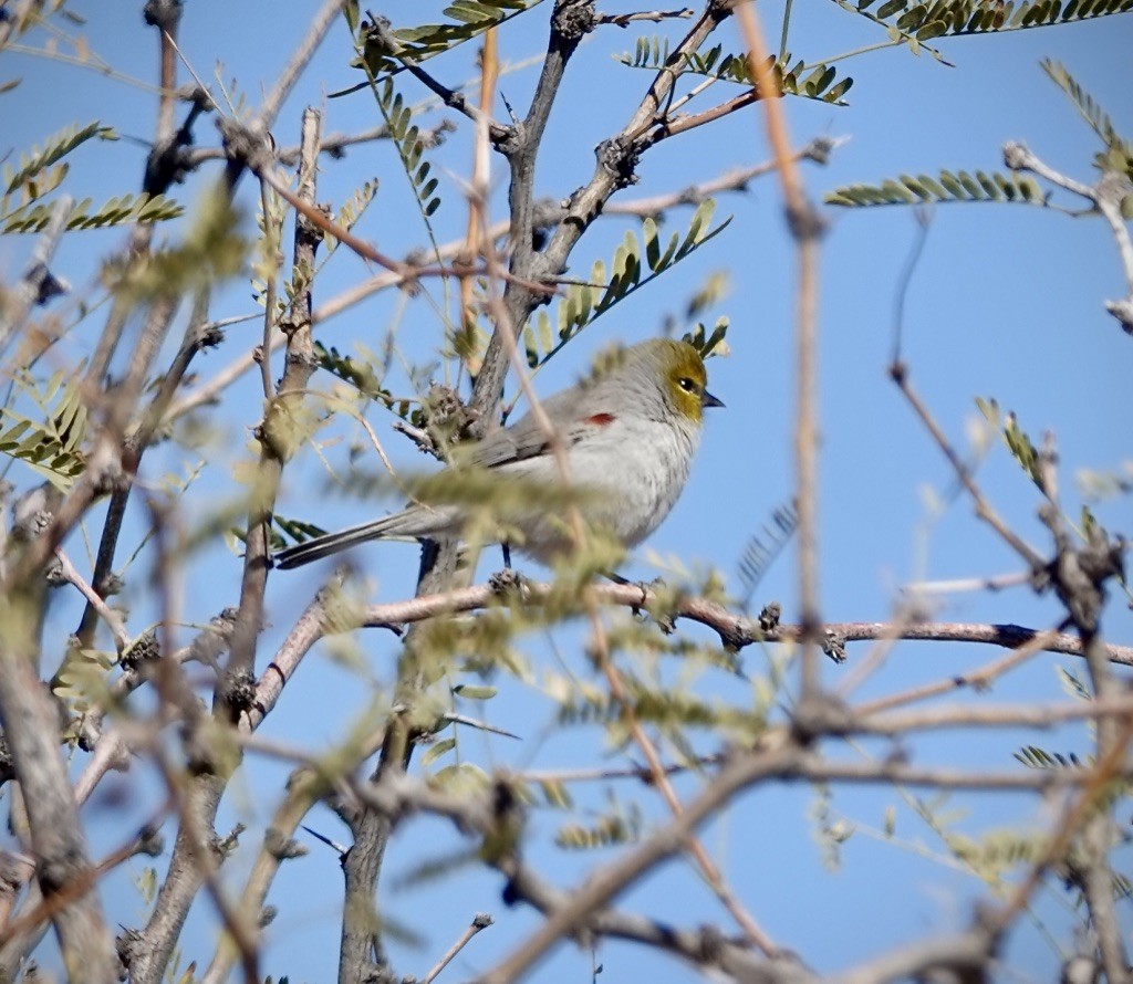 Verdin - ML646478948