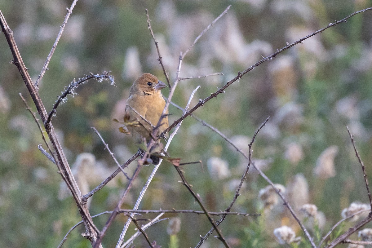 Azurfink - ML646478949