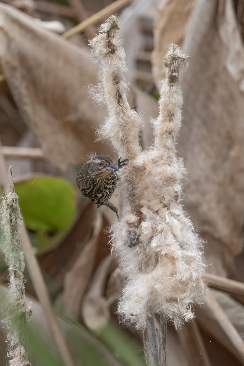 Red-winged Blackbird - ML646478956