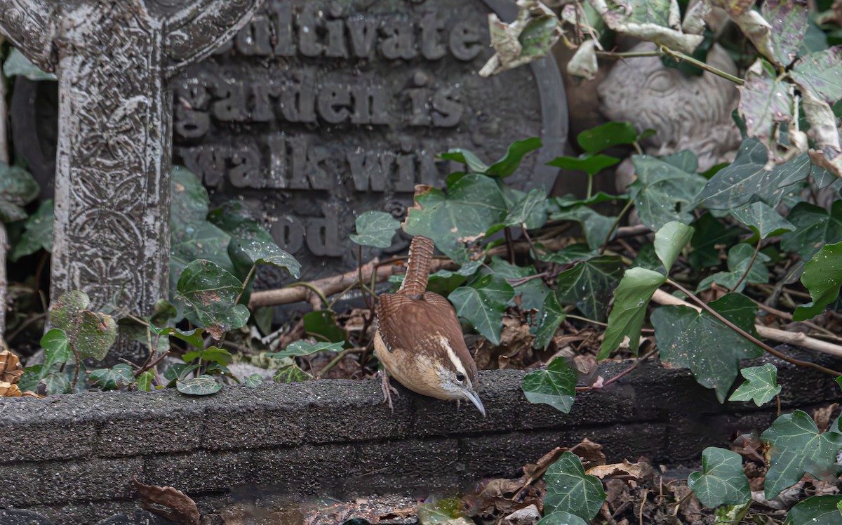 Carolina Wren - ML646478958