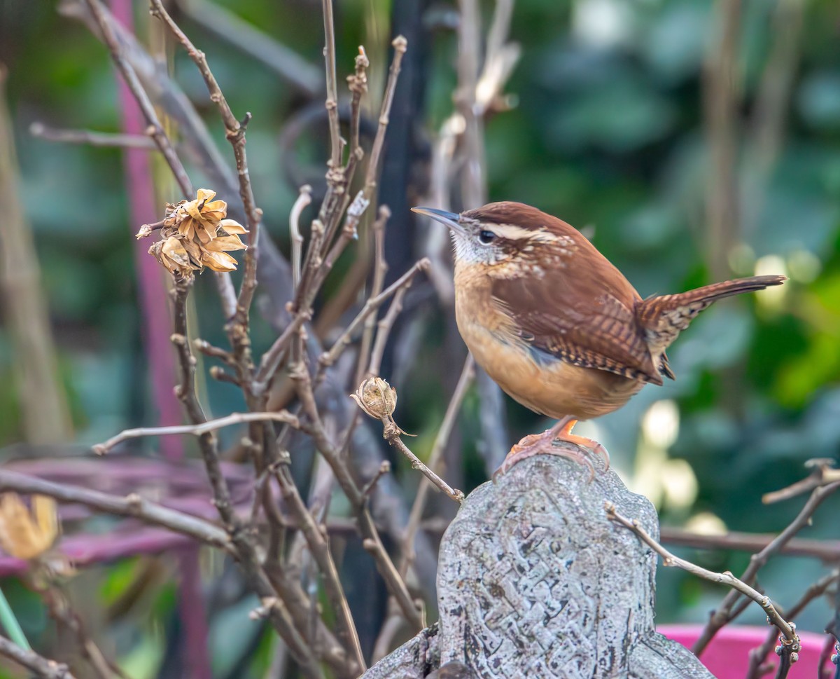 Carolina Wren - ML646478959