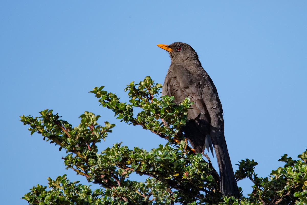 Great Thrush - ML646478960