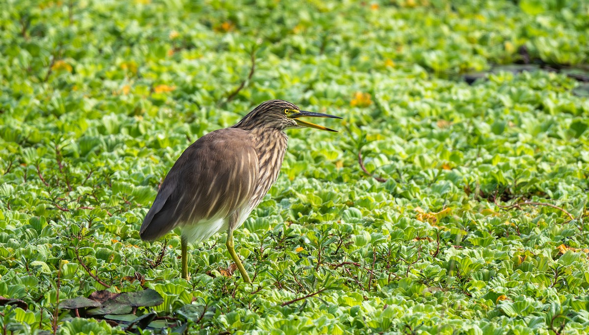 Indian Pond-Heron - ML646478962