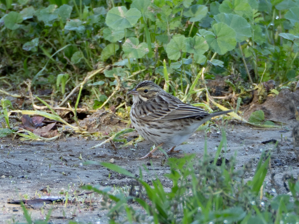 Grasammer - ML646478964