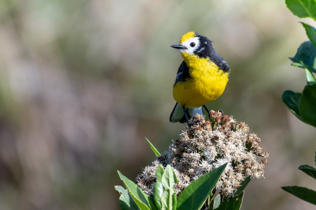 Golden-fronted Redstart (Yellow-fronted) - ML646478965