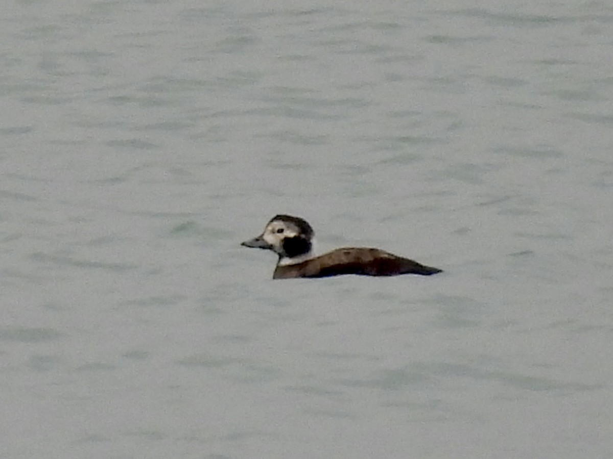 Long-tailed Duck - ML646478967
