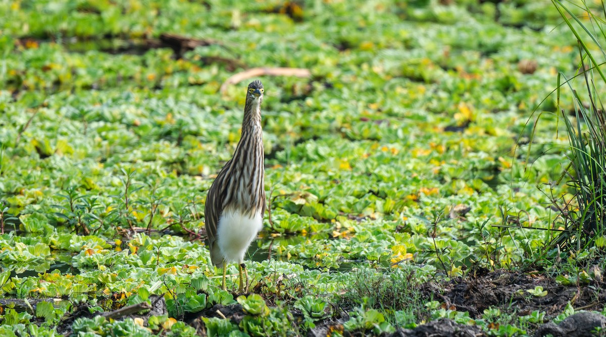 Indian Pond-Heron - ML646478969