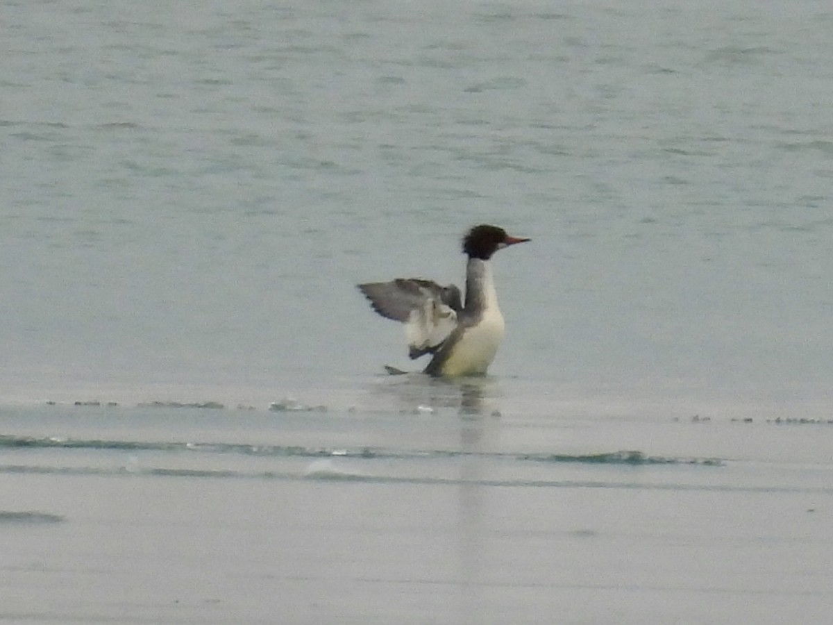 Common Merganser - ML646478970