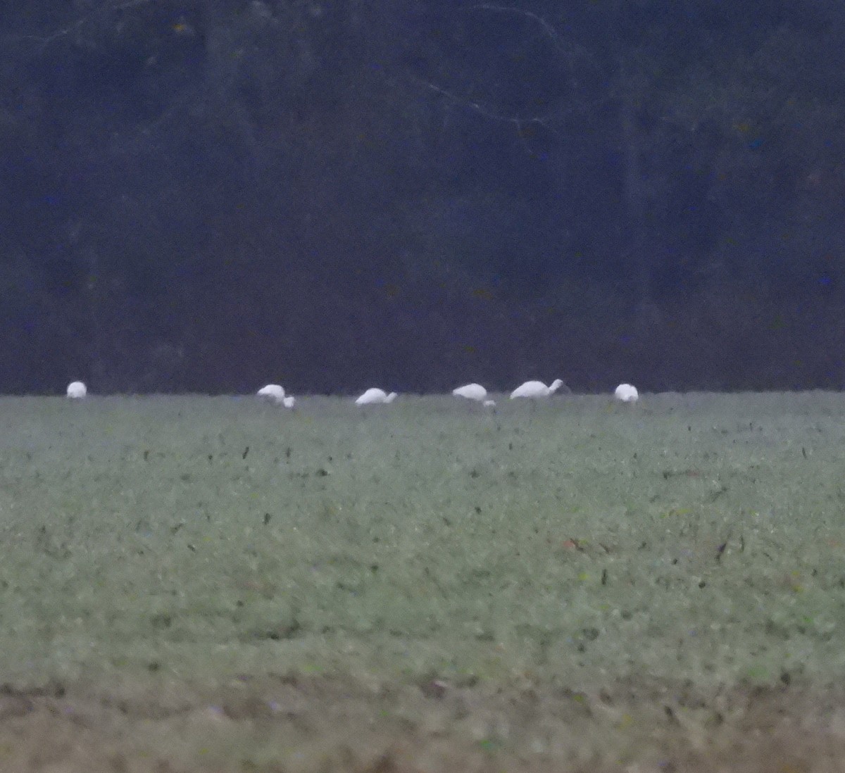 Ібіс білий - ML646478971