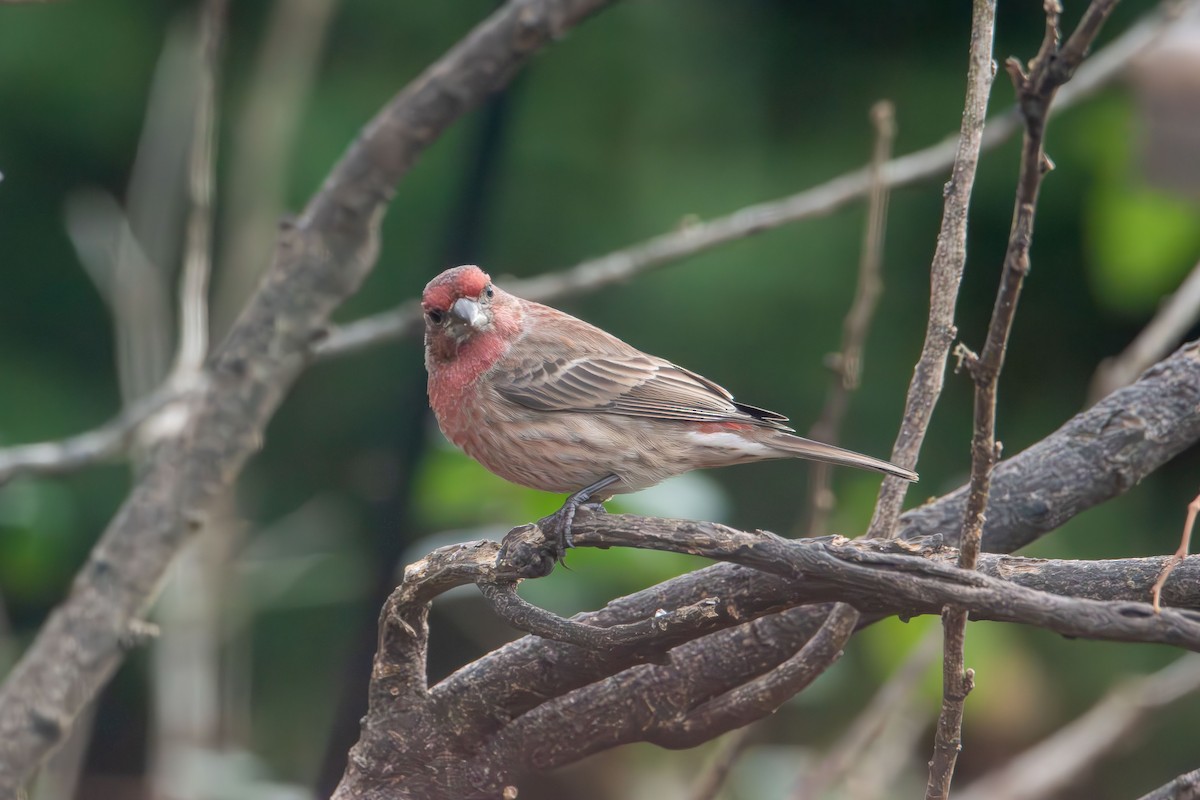 House Finch - ML646478972