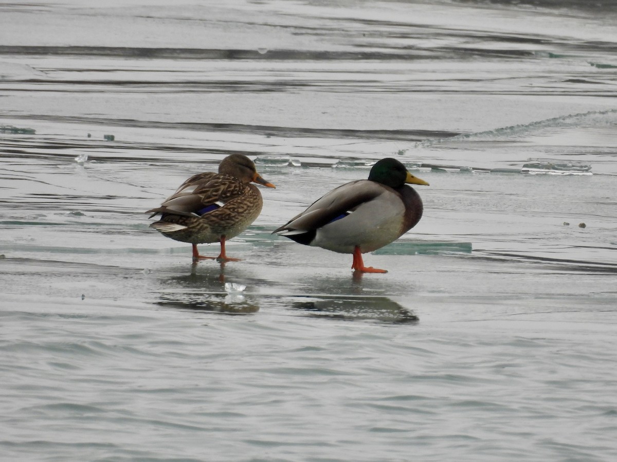 Mallard - ML646478974