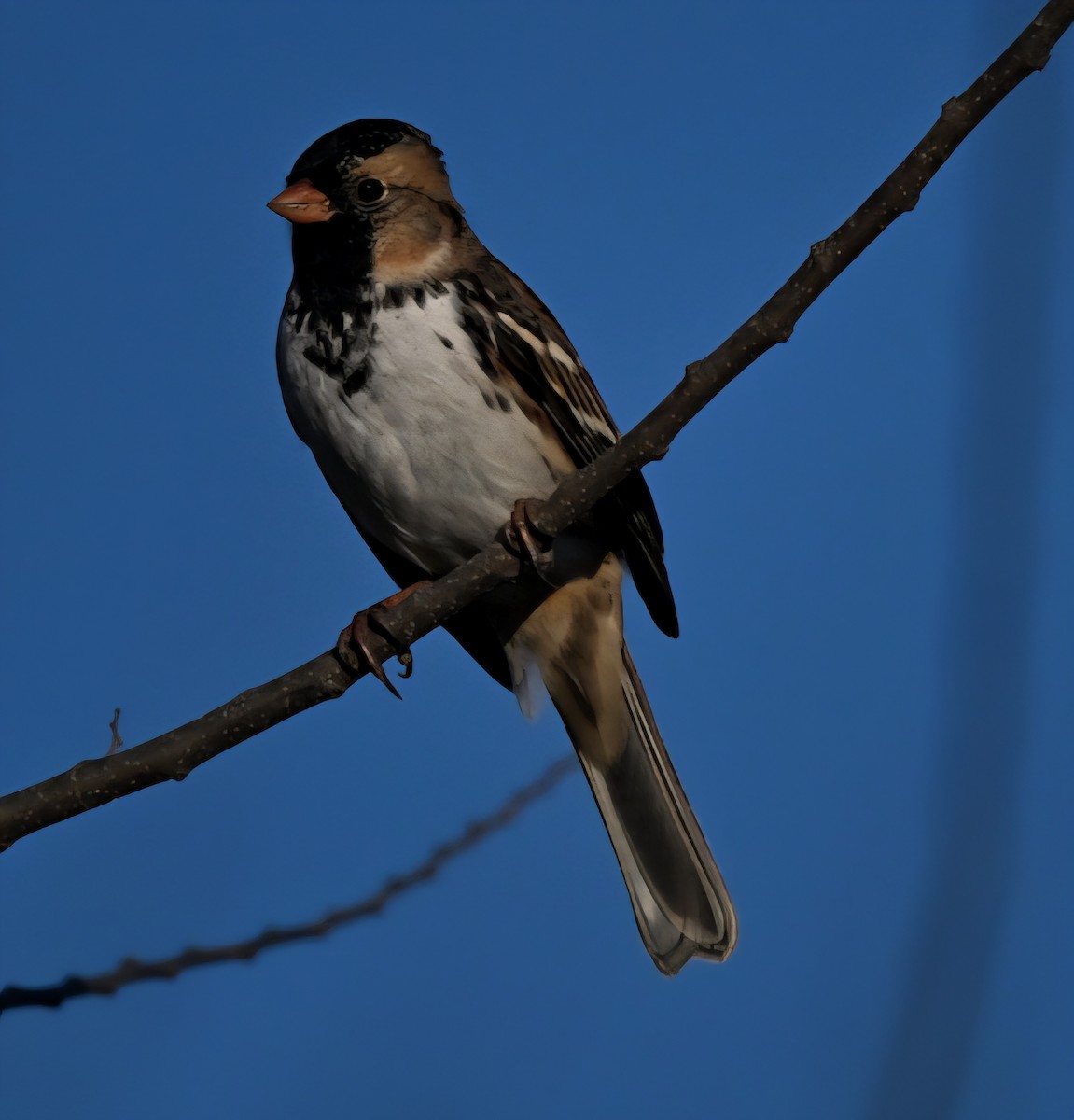 Harris's Sparrow - ML646478975
