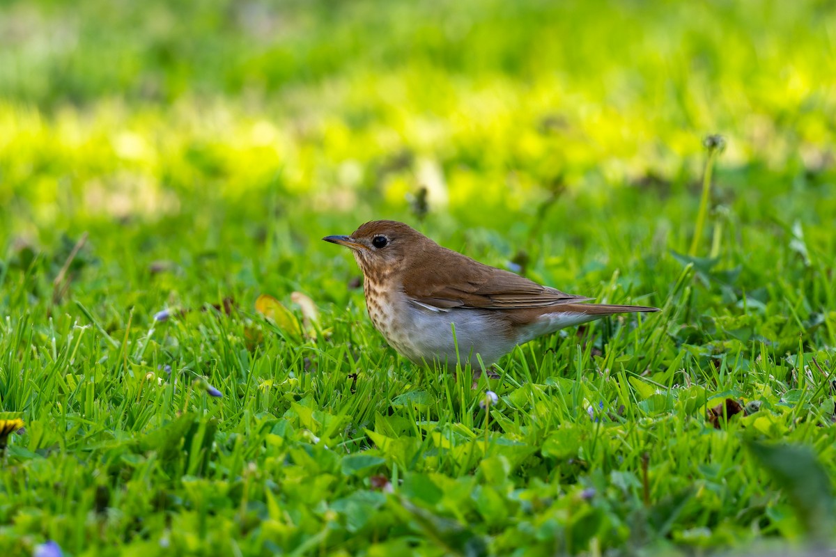 Veery - ML646478976
