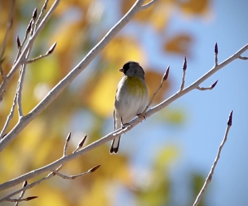 Lawrence's Goldfinch - ML646478978