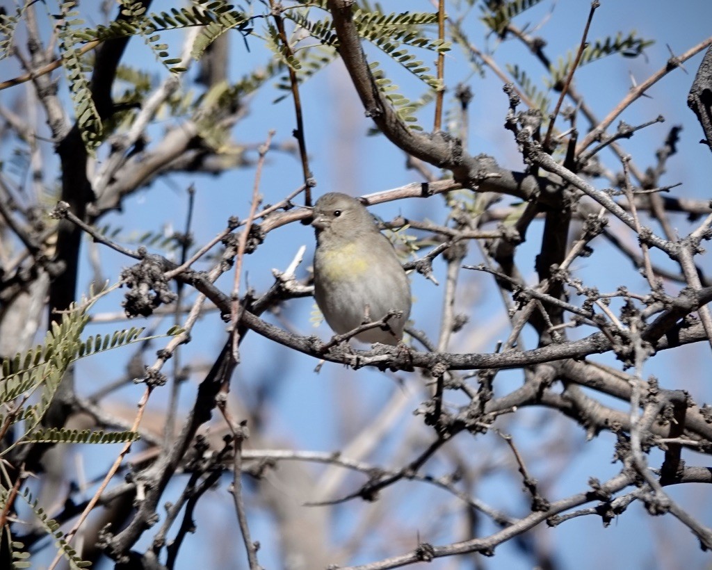Lawrence's Goldfinch - ML646478979