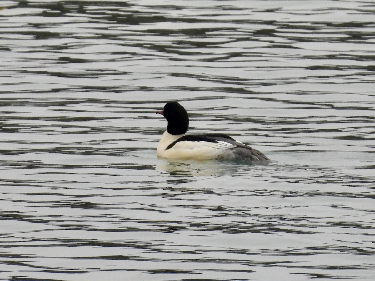 Common Merganser - ML646478980