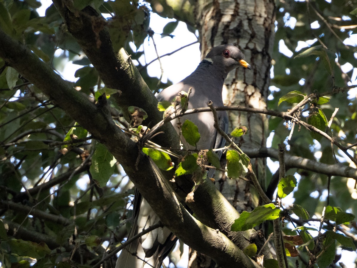 Bandtaube - ML646478981