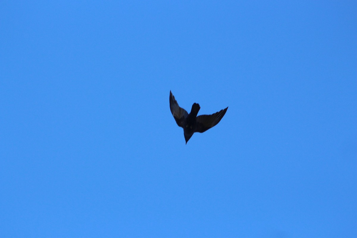 vrána americká - ML646478982