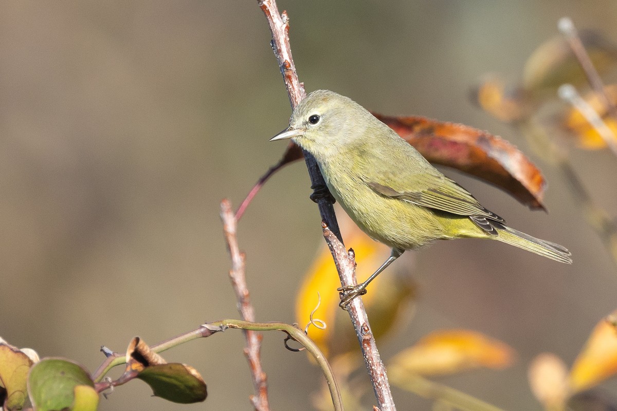 Orangefleck-Waldsänger - ML646478983
