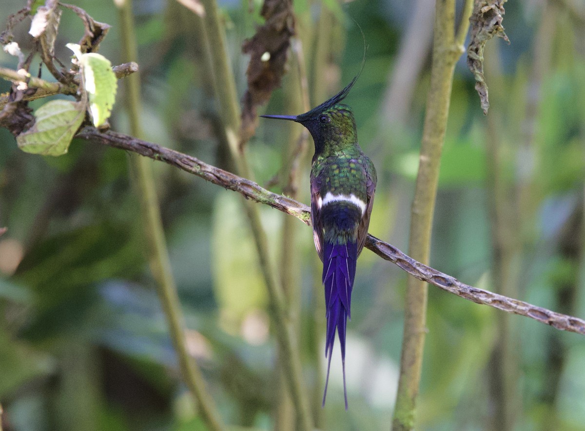 Tepeli Telkuyruk - ML646478984