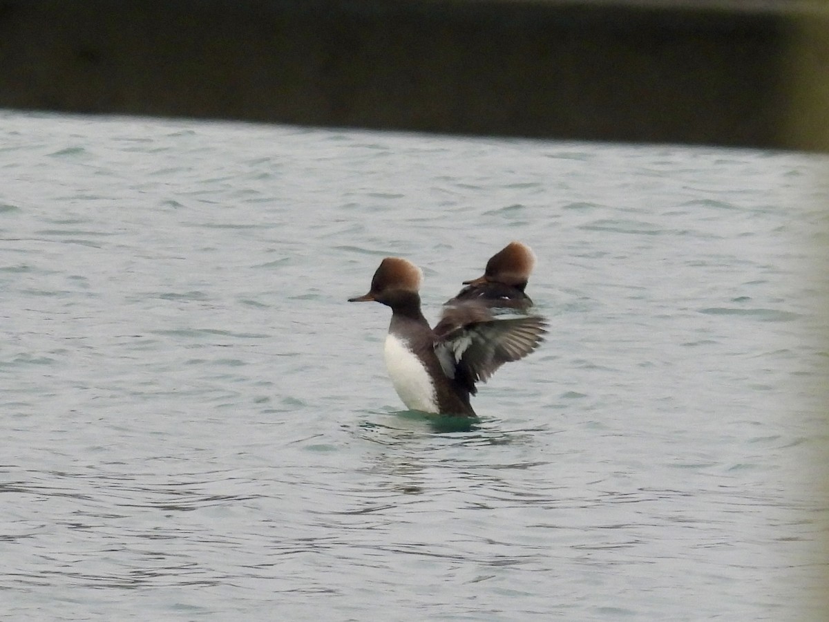 Hooded Merganser - ML646478988