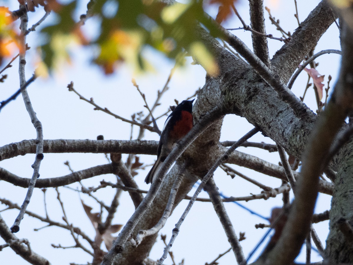 Rotbrust-Waldsänger - ML646478989