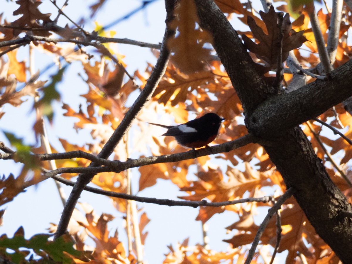 Rotbrust-Waldsänger - ML646478990