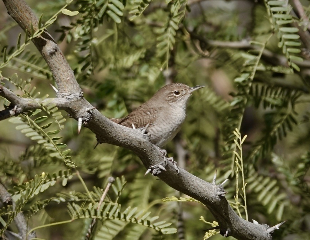 Northern House Wren (Northern) - ML646478992