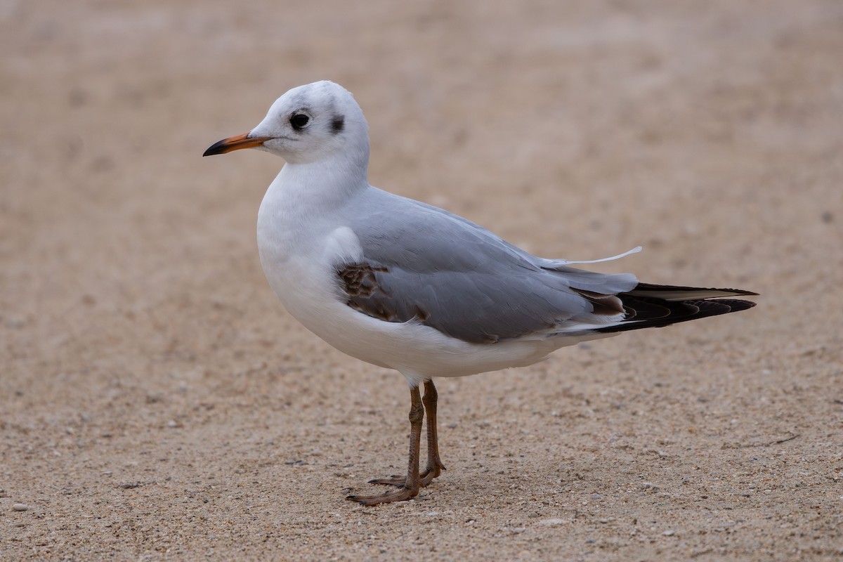 racek chechtavý - ML646478993