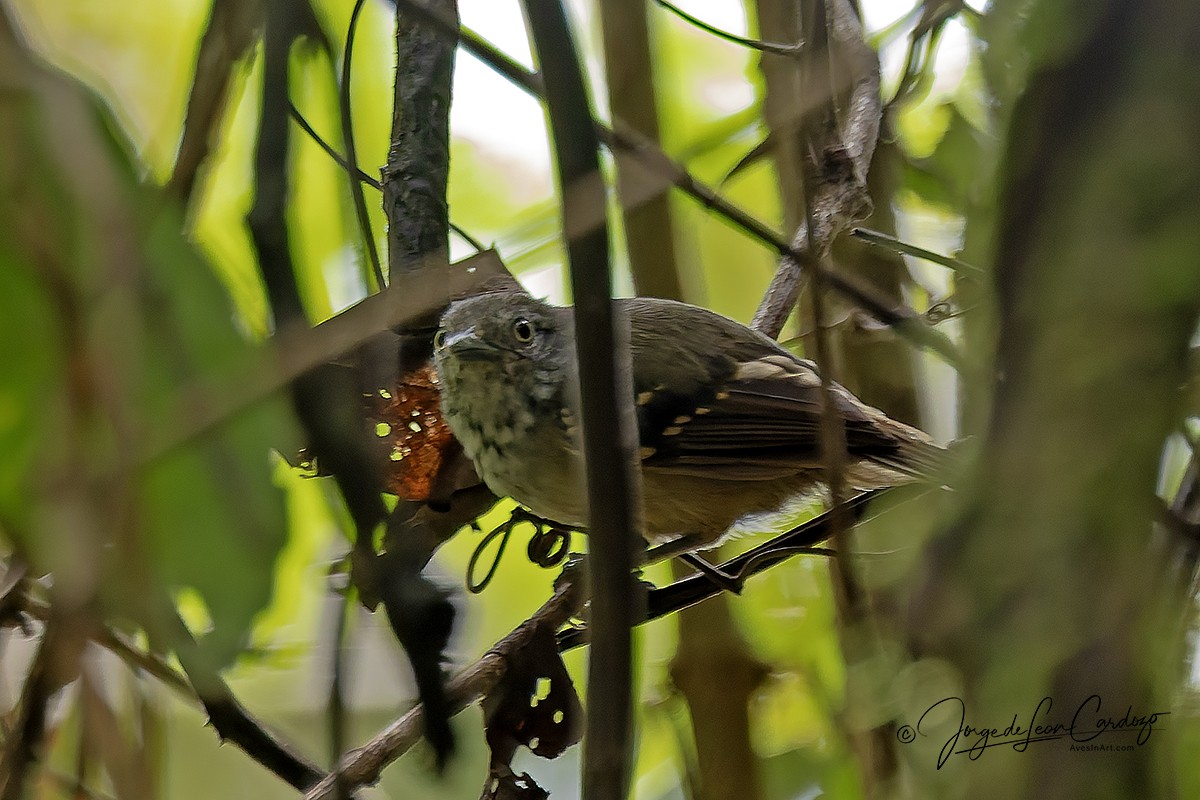 Checker-throated Stipplethroat - ML646478994