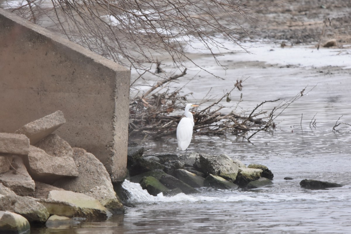 大白鷺 - ML646478996