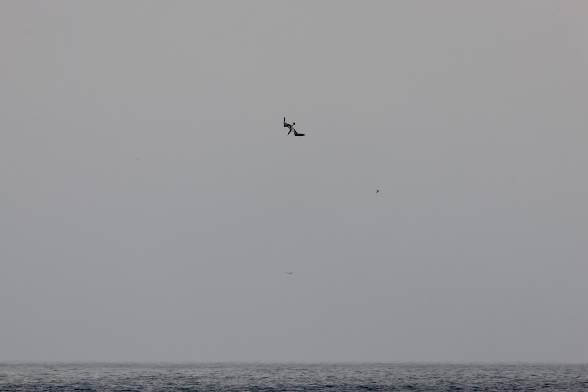 סולה מצויה - ML646478997