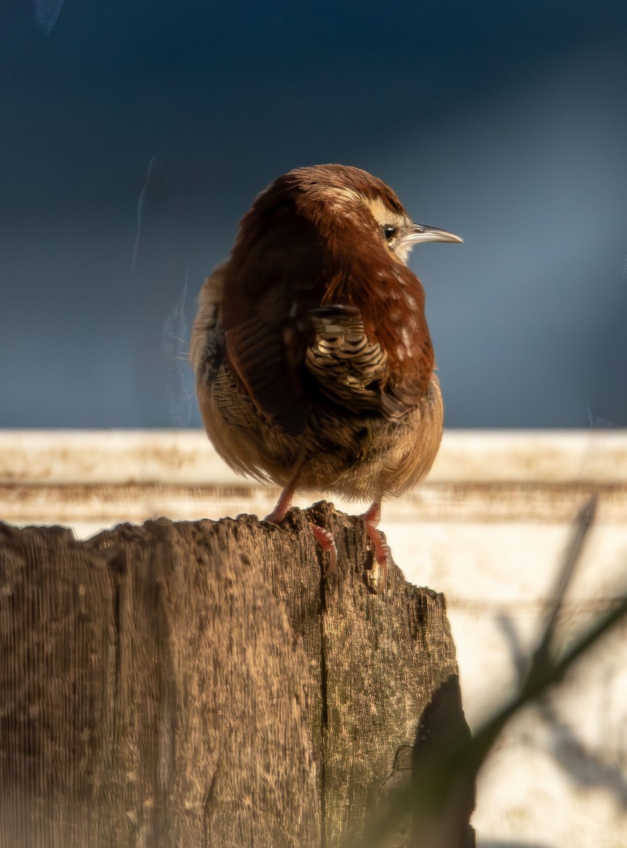 Carolina Wren - ML646478998
